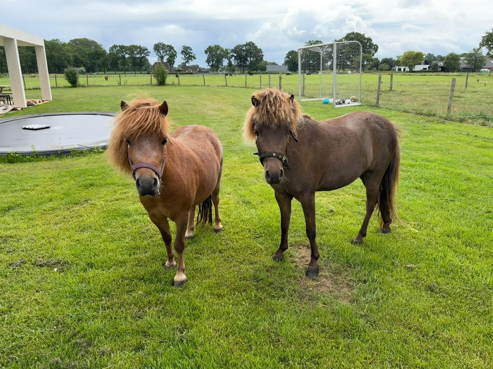 Twee lieve mini paardjes te koop, Dieren en Toebehoren, Paarden, Minder dan 160 cm, Met stamboom, Ruin, Niet van toepassing
