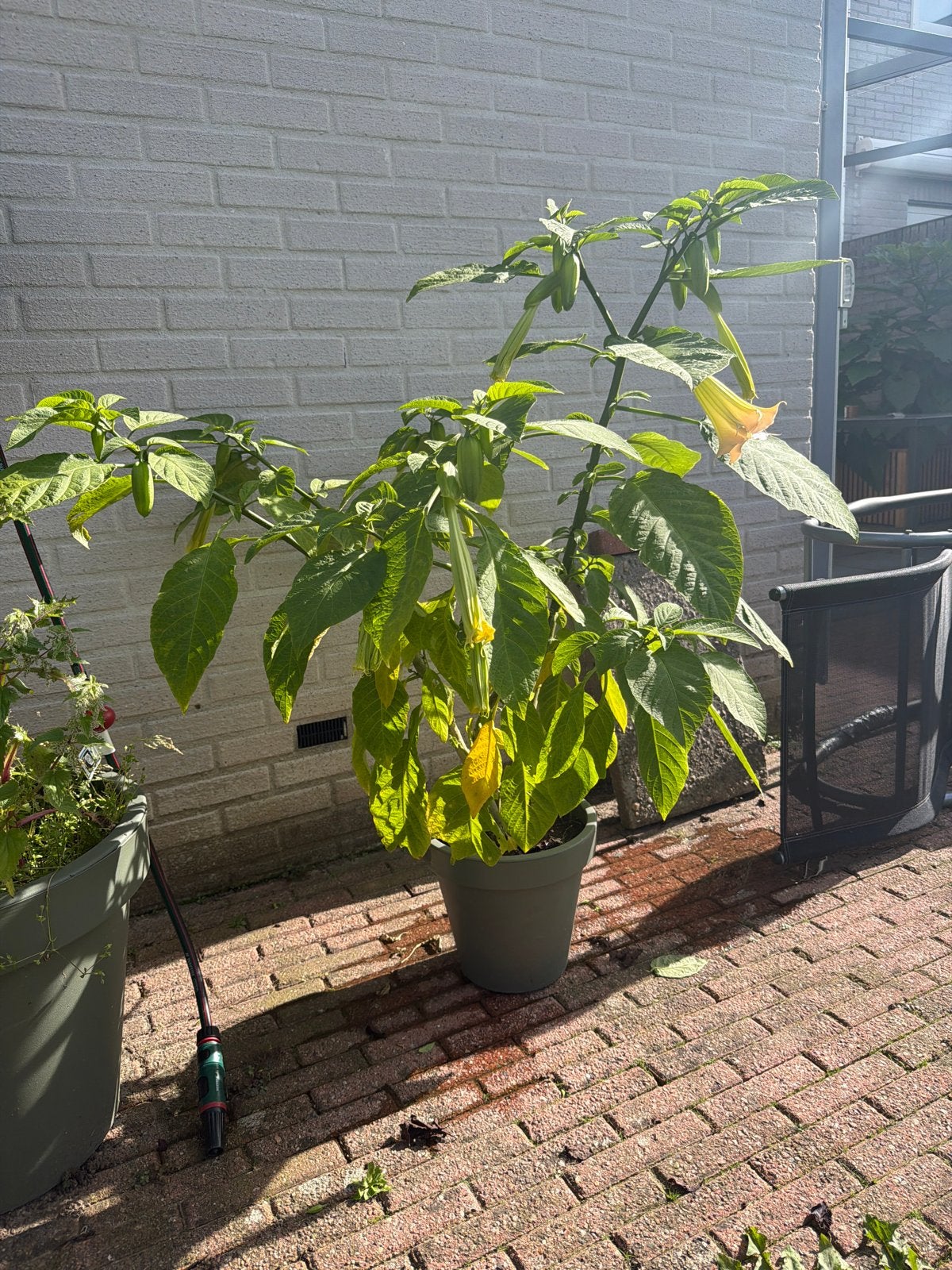 Brugmansia (Engelentrompet) met prachtige bloemen, Volle zon, Vaste plant, Zomer, Ophalen