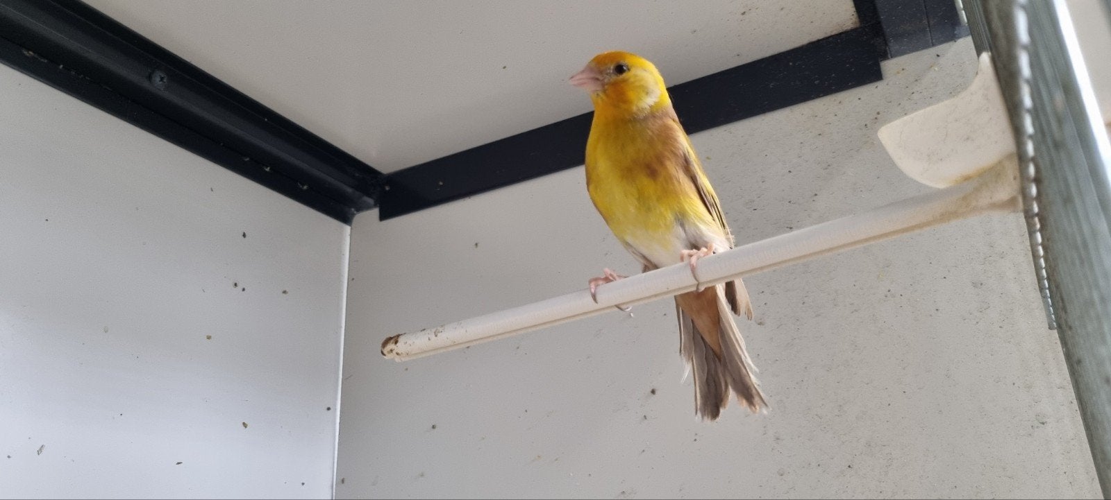 Bastaard Putter man., Dieren en Toebehoren, Vogels | Overige Vogels, Mannelijk, Wildzangvogel, Geringd