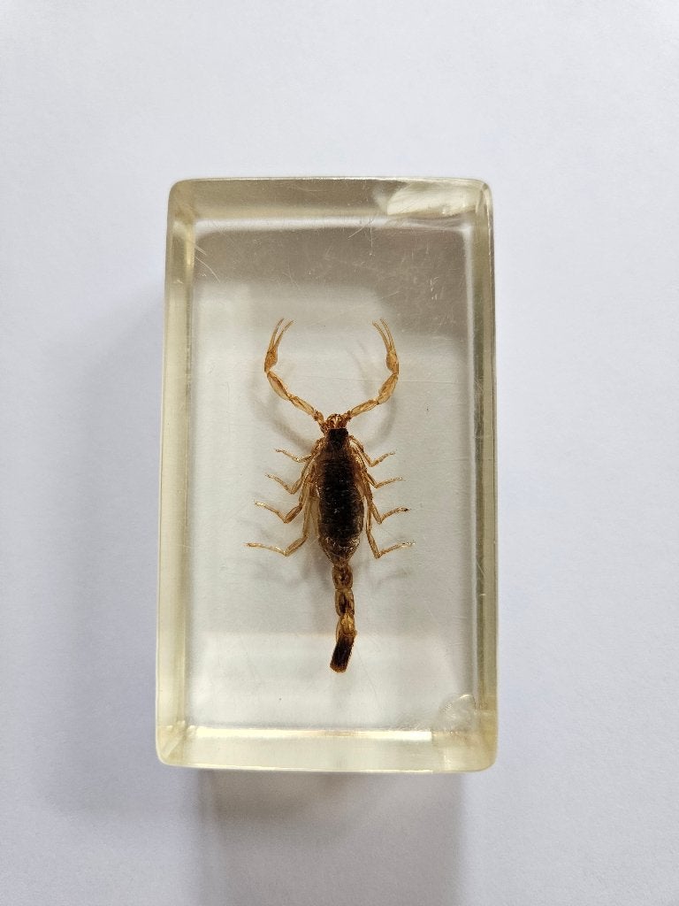 Schorpioen in Hars, Ophalen of Verzenden, Zo goed als nieuw, Overige soorten, Beeldje of Figuurtje