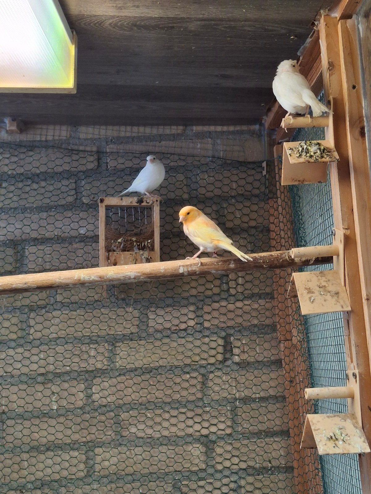 mooi kanaries, Meerdere dieren, Kleurkanarie