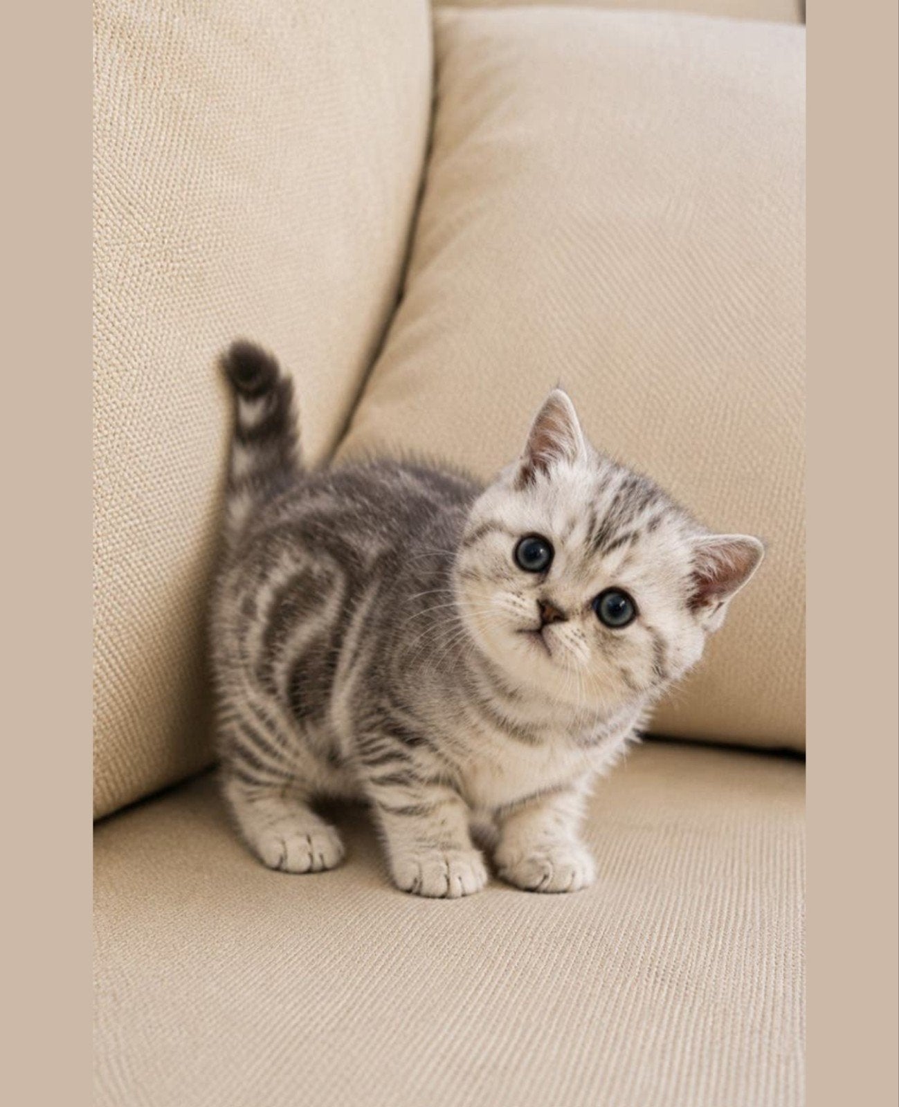Britse korthaar kitten - tabby silver nu +- 15 weken, Dieren en Toebehoren, Katten en Kittens | Raskatten | Korthaar, Poes, Ontwormd