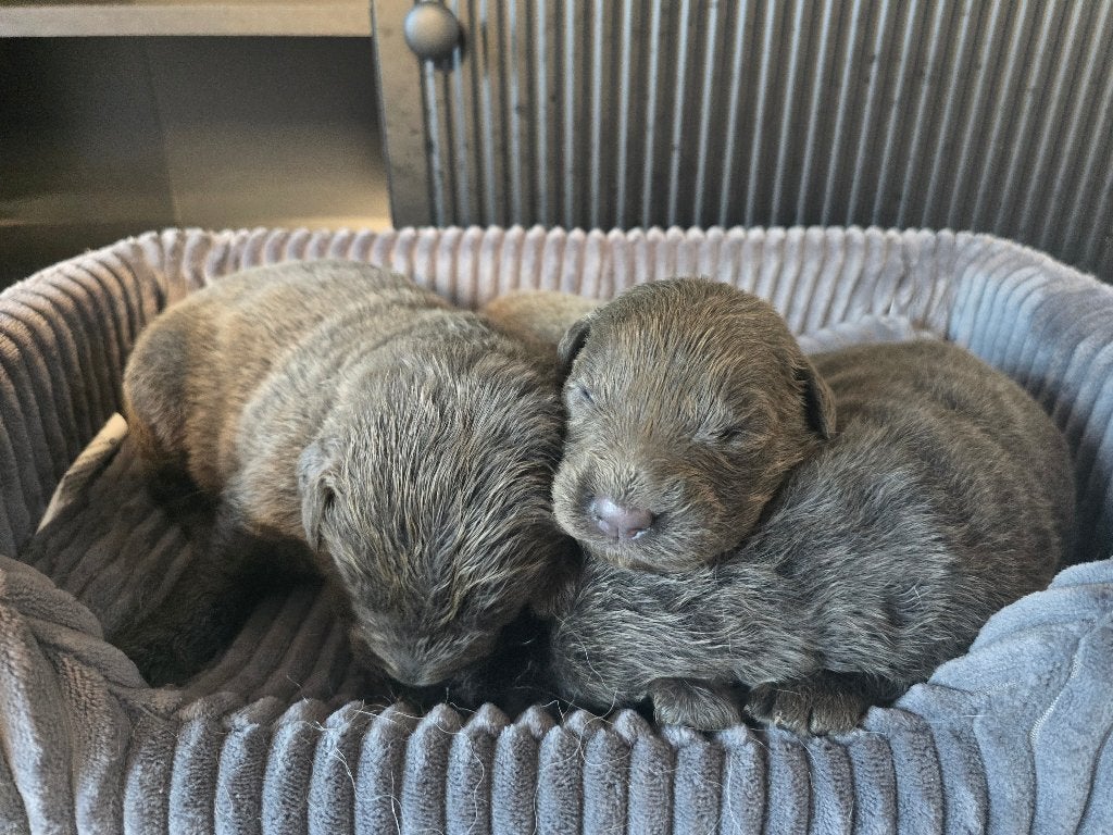 Newfoundlander puppy   Zeldzame blauwe kleur, Dieren en Toebehoren, België, Particulier, 8 tot 15 weken, Eén hond