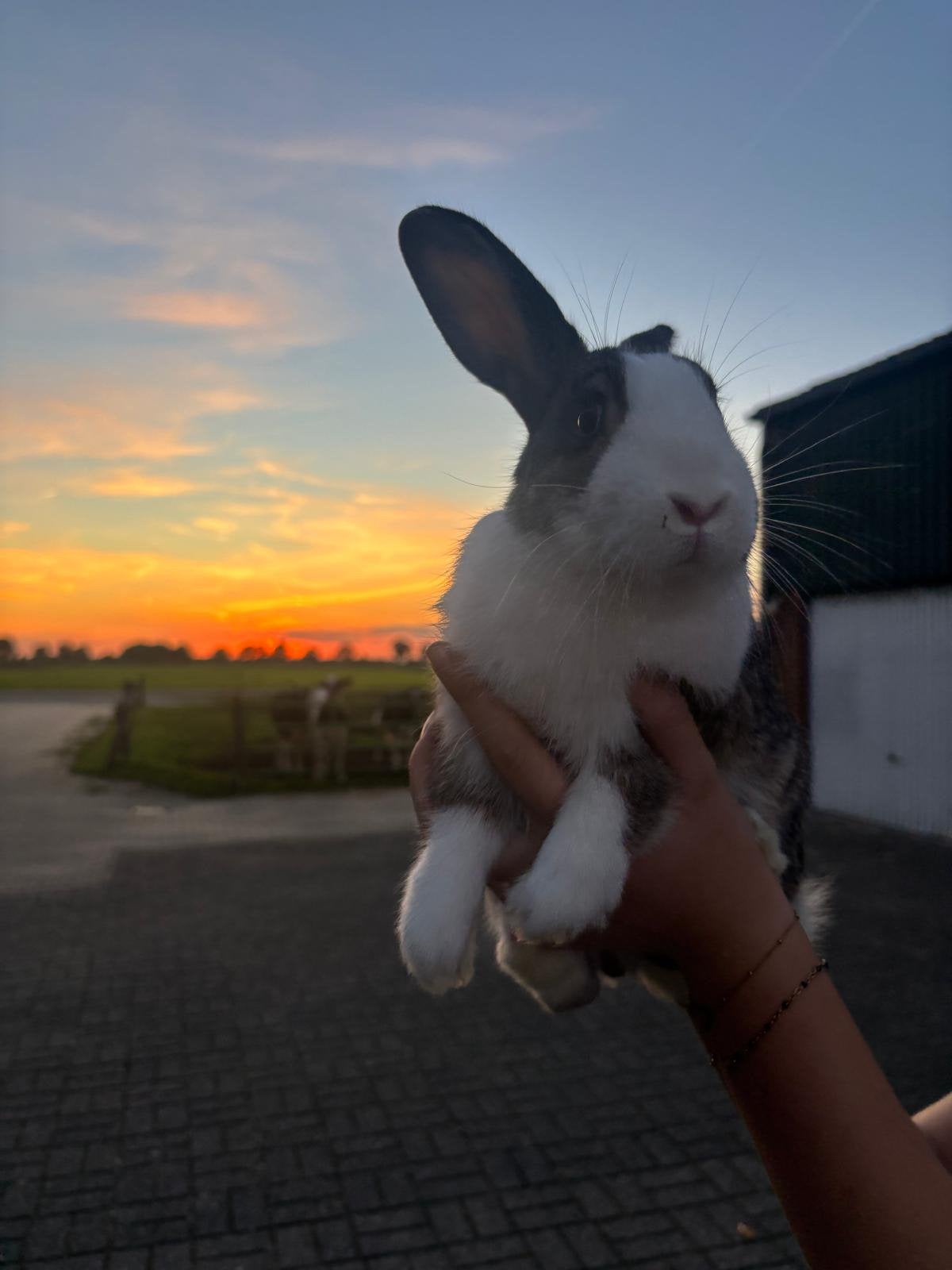 Konijn te koop💙, Dieren en Toebehoren, Mannelijk, Middelgroot, 0 tot 2 jaar