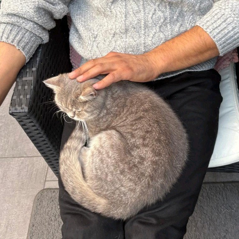 Prachtige Brits Korthaar poes – Grey Tabby, Poes, Gechipt, 3 tot 5 jaar