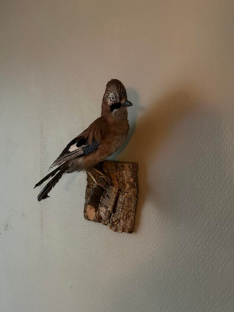 Opgezette Vlaamse gaai taxidermie, Verzamelen, Ophalen of Verzenden