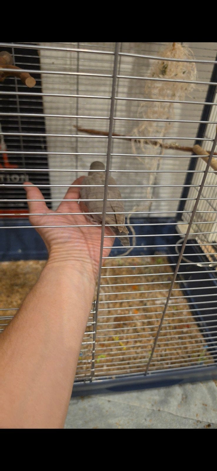 aggapornissen met toevwhoren hand tam