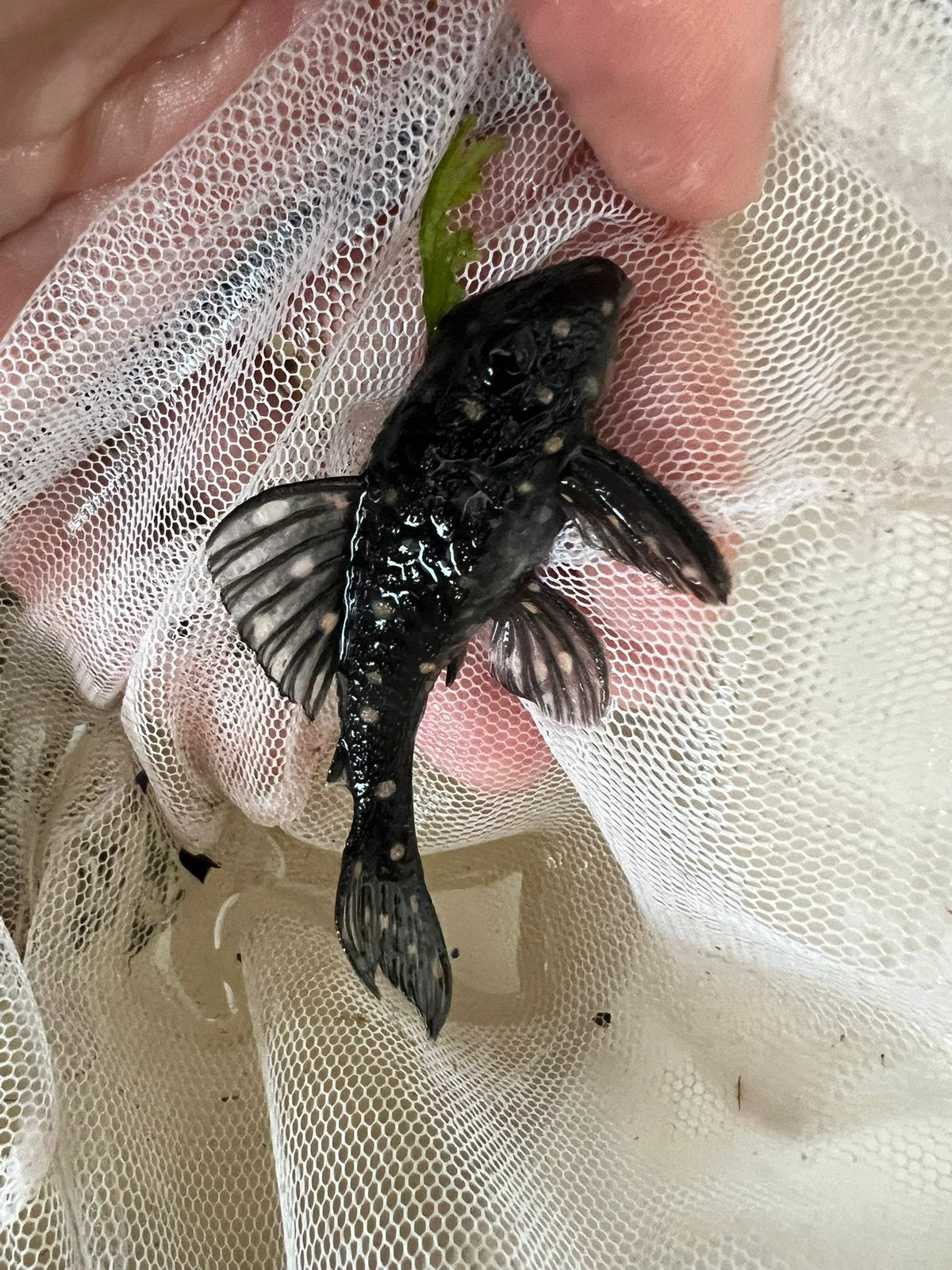 Prachtige Hypancistrus sp. L201 / Contradens  Pleco, Dieren en Toebehoren, Vissen | Aquariumvissen, Vis