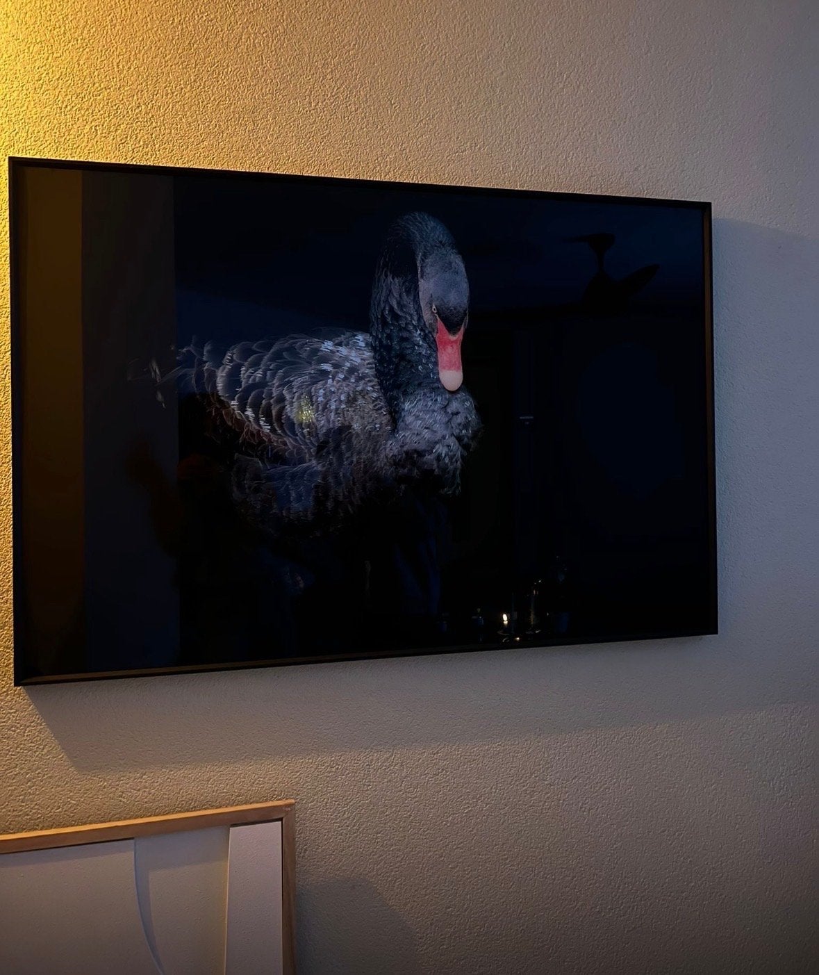 Schilderij (GLAS) Black swan, Ophalen, Zo goed als nieuw, 100 cm of meer, Overige merken