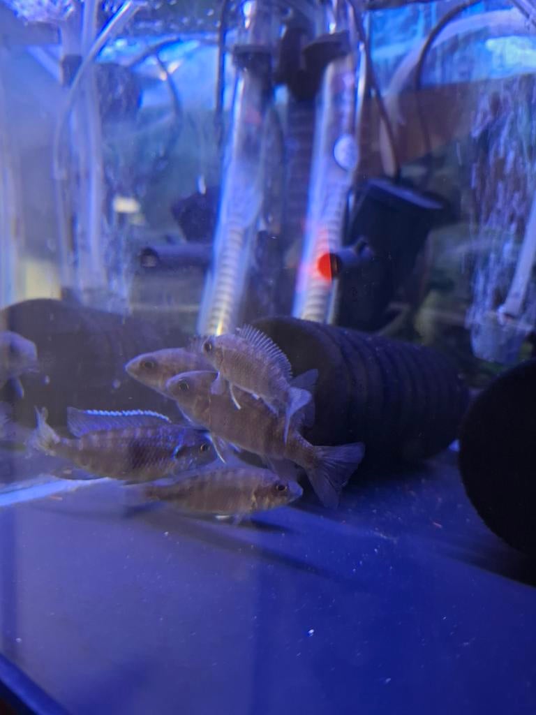 Aulonocara stuartgranti flaim tail Malawi cichlide, Dieren en Toebehoren, Vissen | Aquariumvissen, Vis