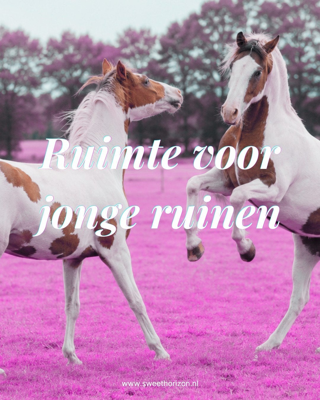Plek vrij voor jonge ruin in Eindhoven!, Weidegang, 4 paarden of pony's of meer