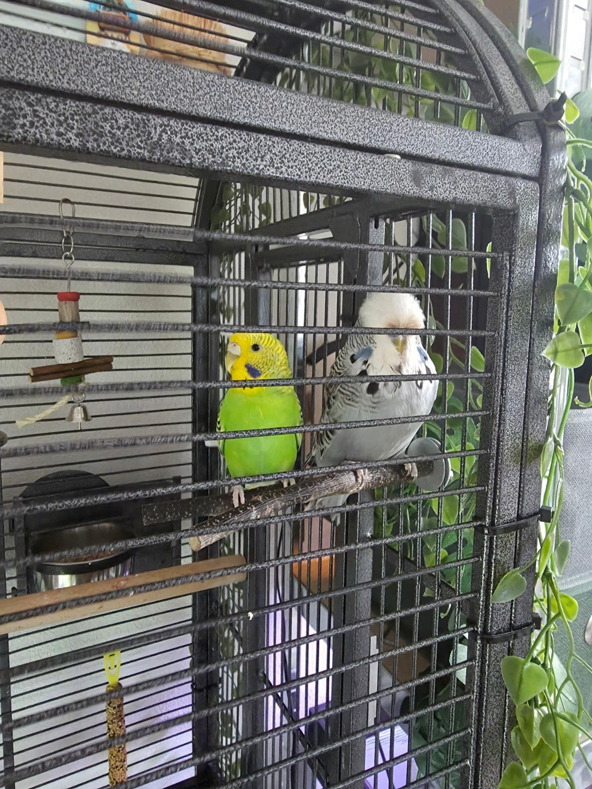 2 jonge grasparkieten ruilen voor koppel kanaries, Dieren en Toebehoren, Vogels | Parkieten en Papegaaien, Meerdere dieren, Parkiet