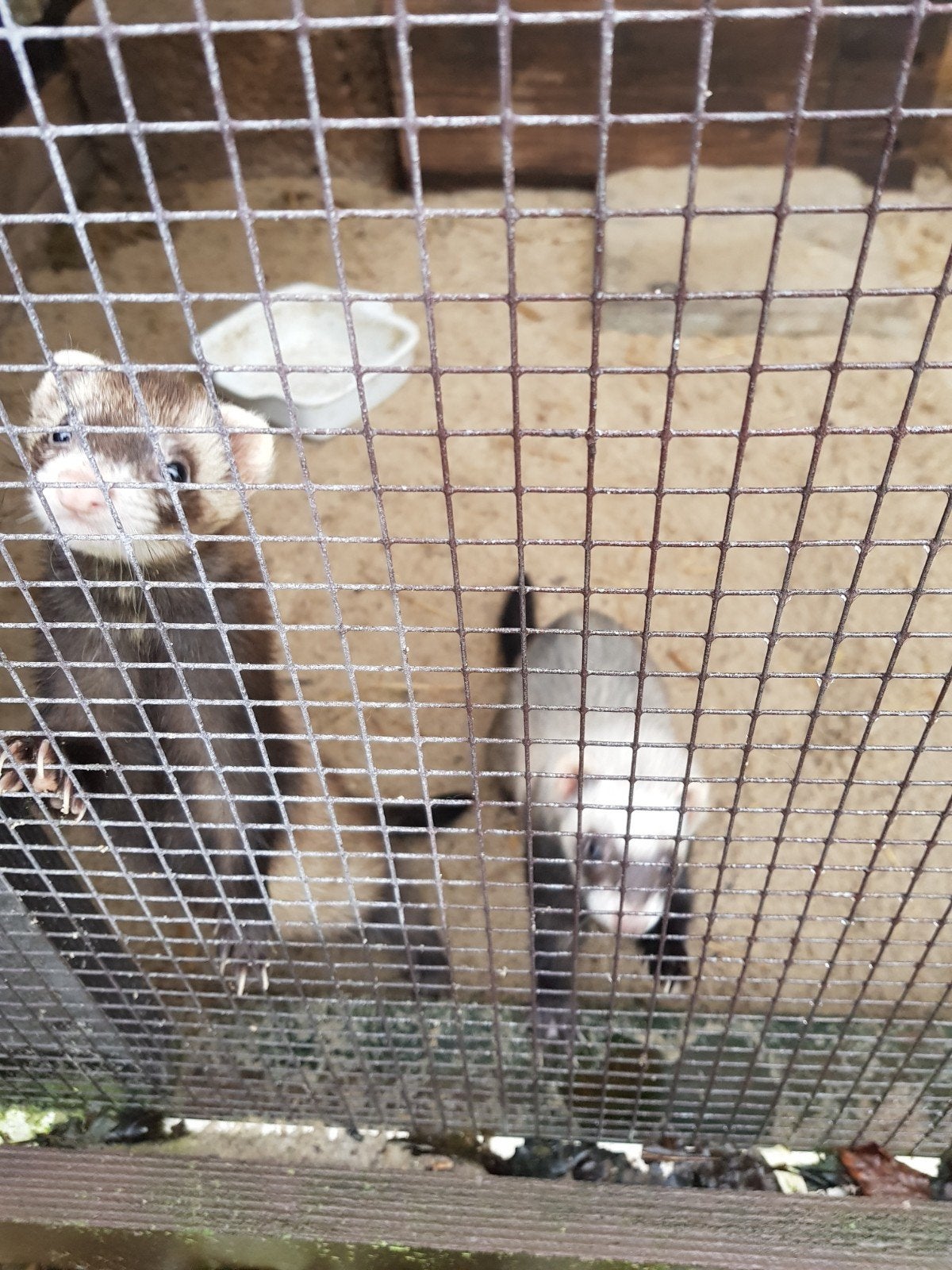 fret, Mei, Meerdere dieren