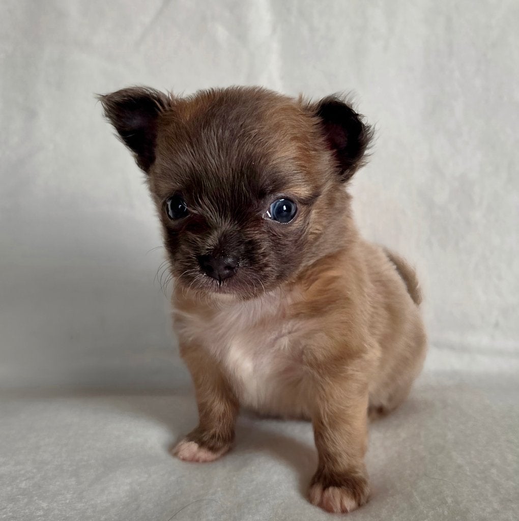 Chihuahua pup (reutje), Dieren en Toebehoren, Honden | Chihuahua's en Gezelschapshonden, België, Particulier, Reu, 8 tot 15 weken