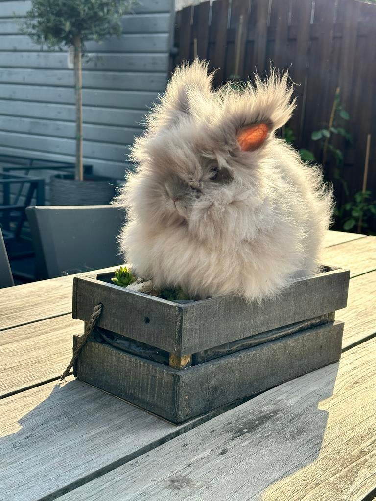 2 bunnies, Dieren en Toebehoren, Konijnen, Meerdere dieren