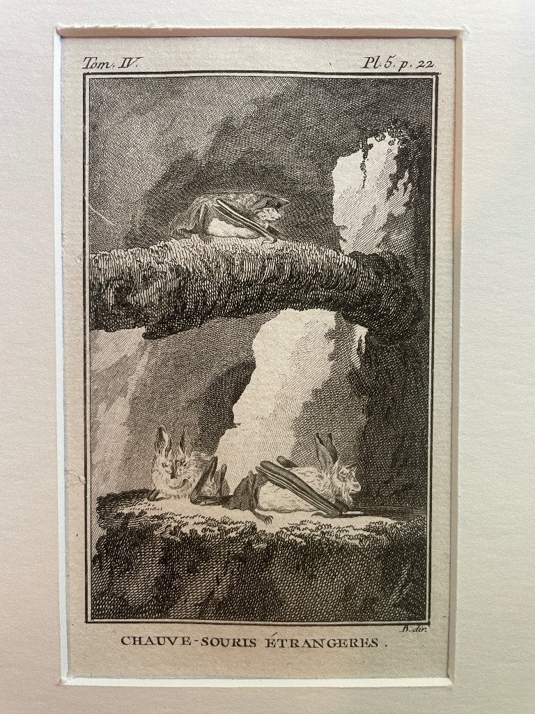 1770 - La Chauve souris etrangeres Vleermuis Buffon P0728, Antiek en Kunst, Ophalen of Verzenden, Gravure, 1700 - 1799