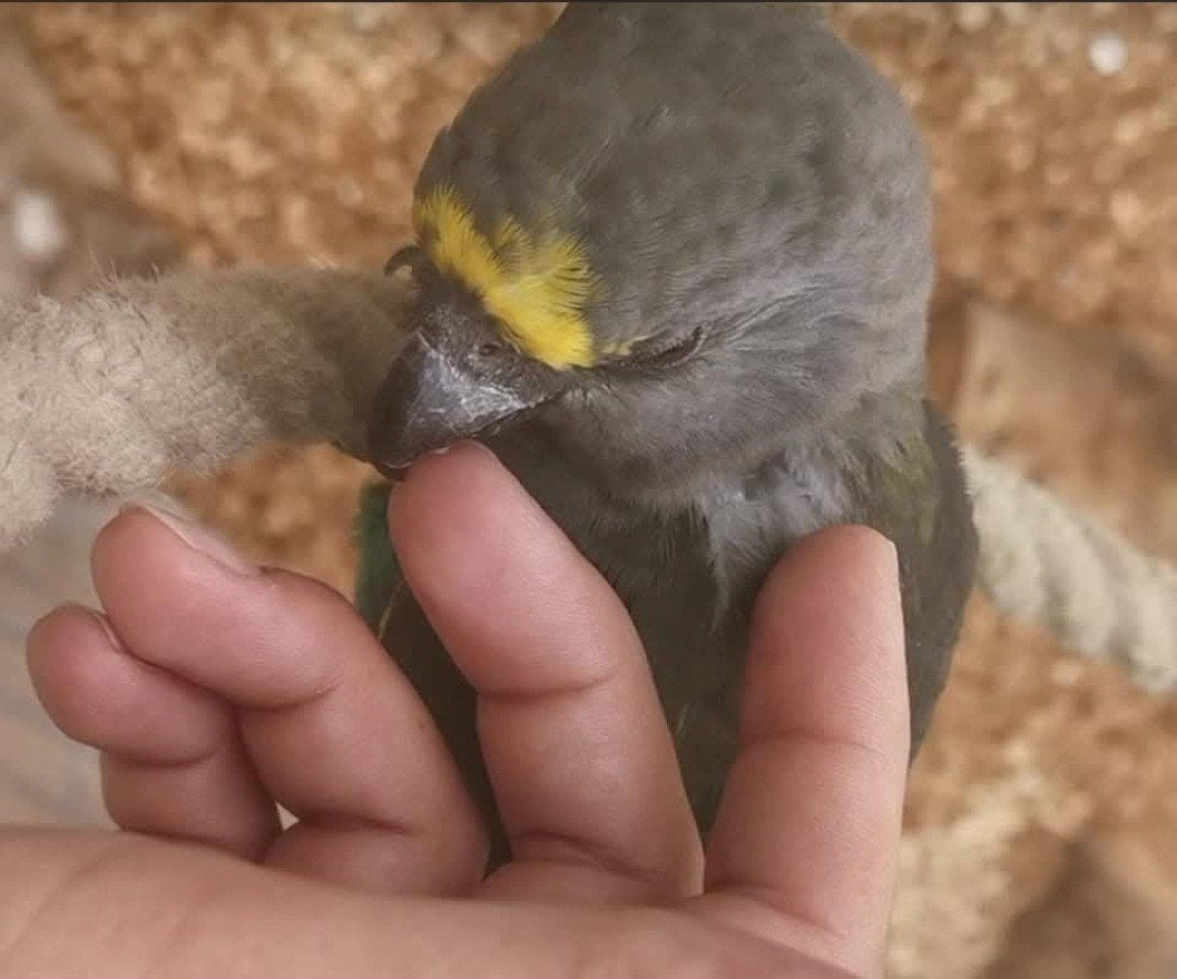 Meyers papegaai Man, Dieren en Toebehoren, Mannelijk, Papegaai, Geringd