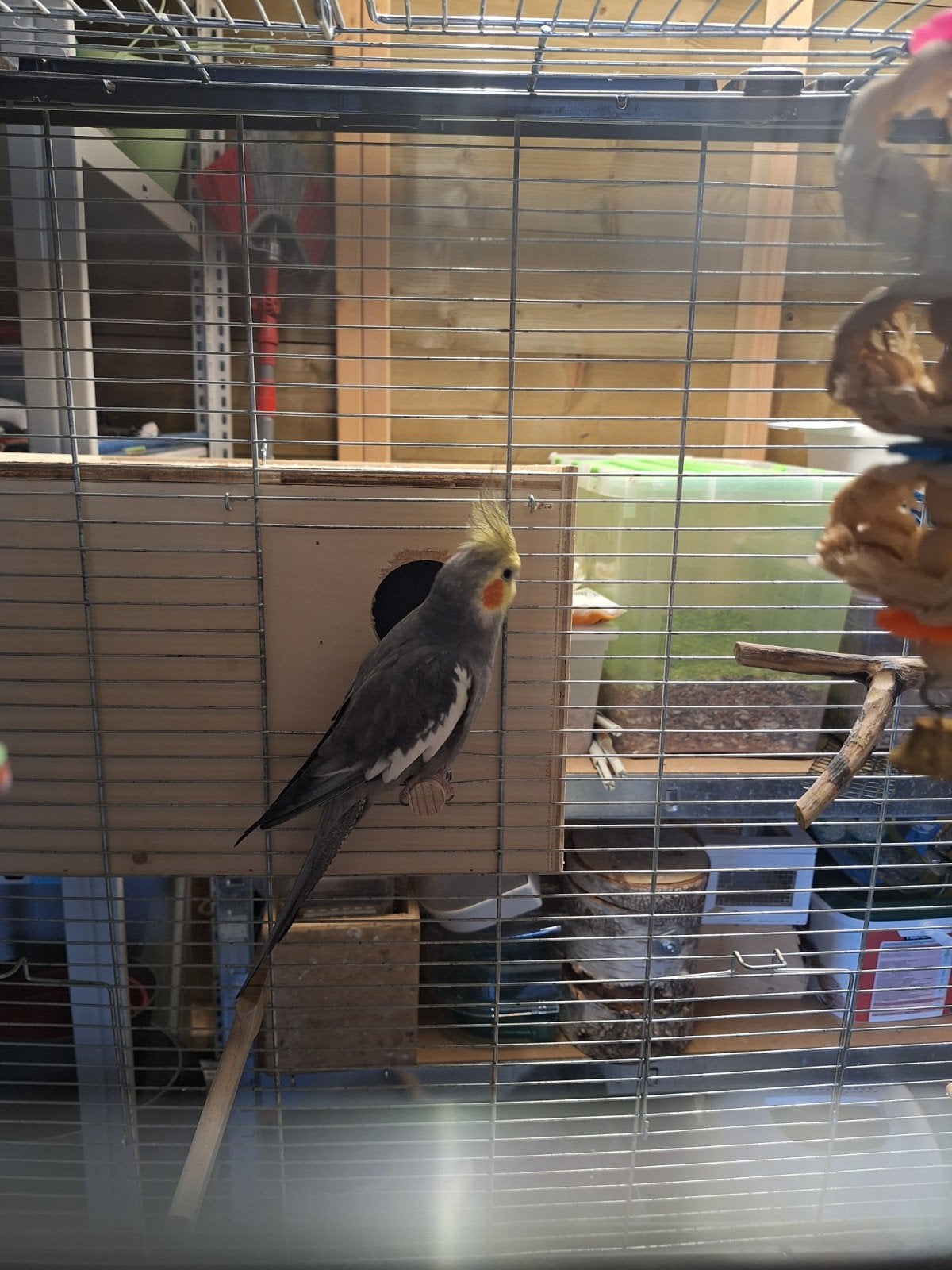 2 leuke valkparkieten., Dieren en Toebehoren