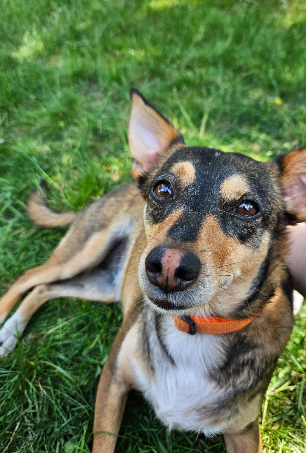 Kleine hond ter adoptie aangeboden, Dieren en Toebehoren, Honden | Niet-rashonden, 6 jaar of ouder, Teef, Eén hond, Nederland