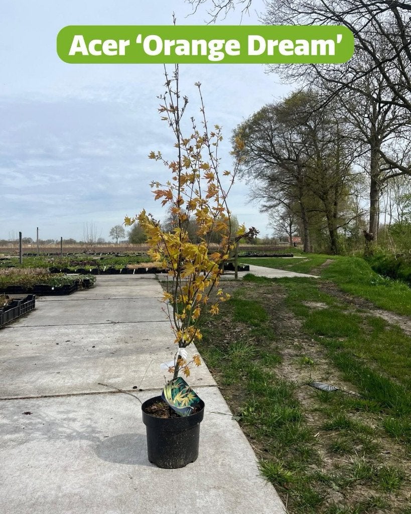 Acer palmatum ‘Orange Dream’, Ophalen, Bloeit niet, Overige soorten, Halfschaduw
