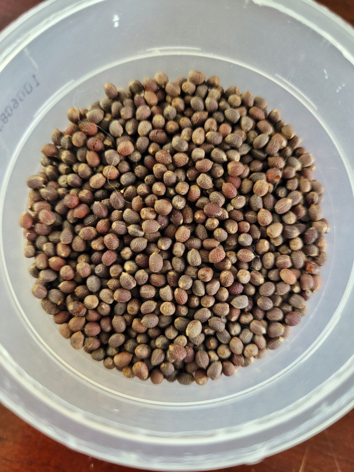 Heel veel zaadjes Madagascar Jewel, 30 voor 2,50, Huis en Inrichting, Kamerplanten, Overige soorten, Minder dan 100 cm, Groene kamerplant