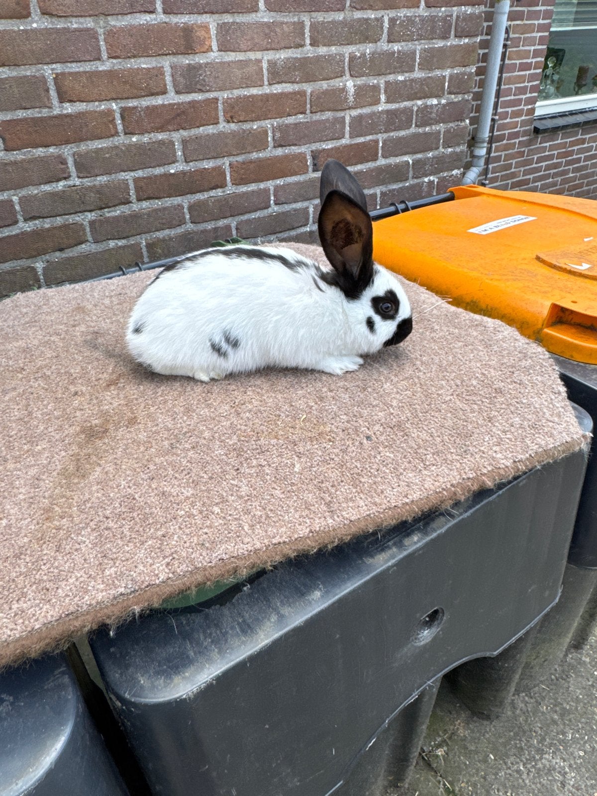 Groot lotharinger, Meerdere dieren, Groot, 0 tot 2 jaar