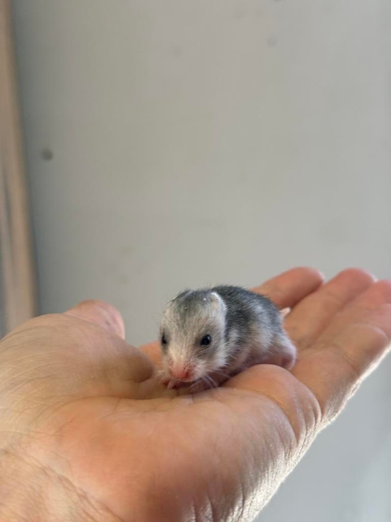 Jonge syrische hamsters (goudhamsters), Dieren en Toebehoren, Knaagdieren, Hamster, Maart, Meerdere dieren, Tam