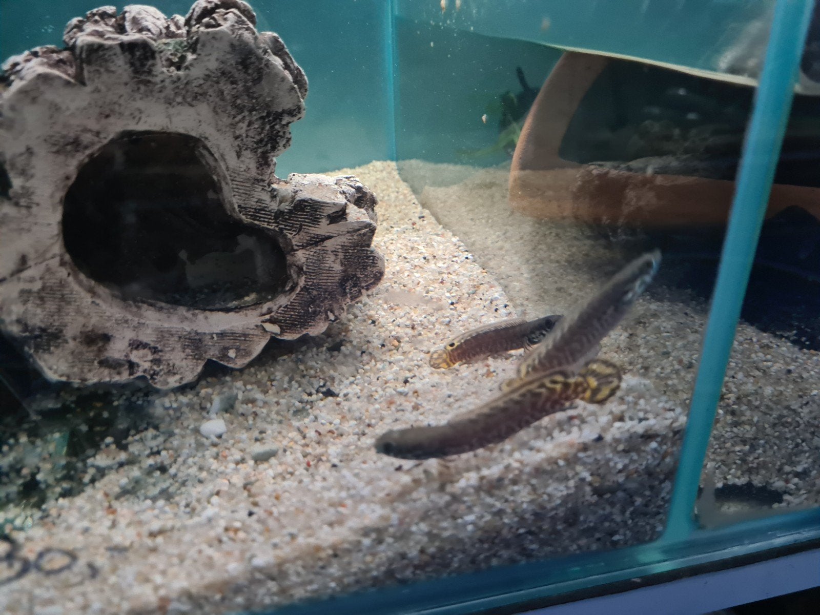 Channa Bleheri, Slangenkopvis, Vis, Zoetwatervis