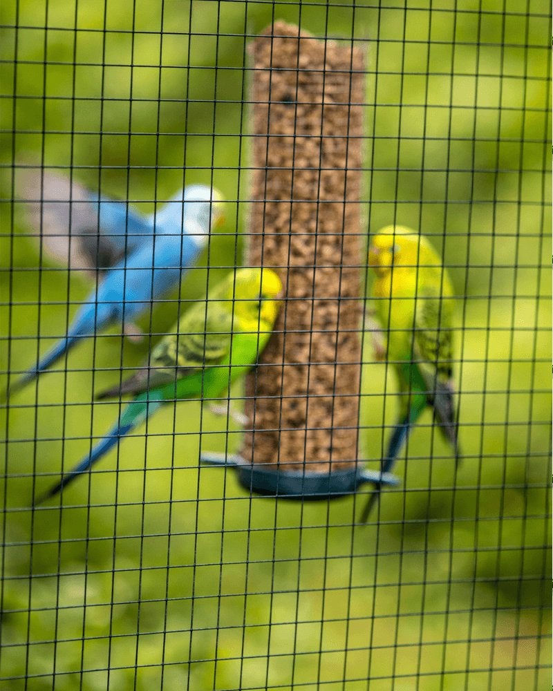 VOGEL OPVANG GEZOCHT? WIJ HELPEN GRAAG!, Meerdere dieren, Parkiet