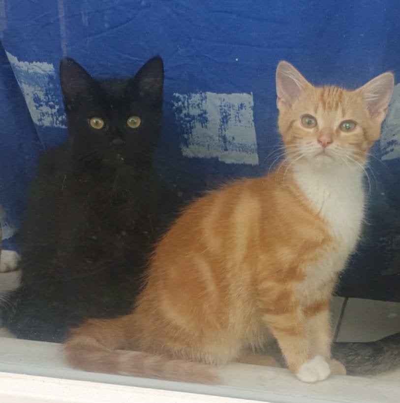 Kittens 10 weken mogen het nest per direct verlaten, Meerdere dieren, Kortharig, 0 tot 2 jaar