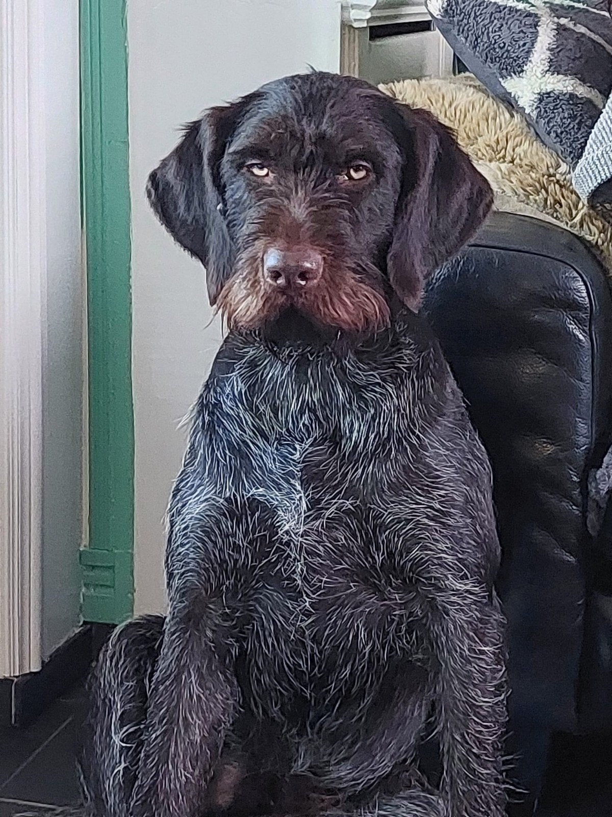Jachthond - Duits staande, Dieren en Toebehoren, Reu, Eén hond, 3 tot 5 jaar, Nederland