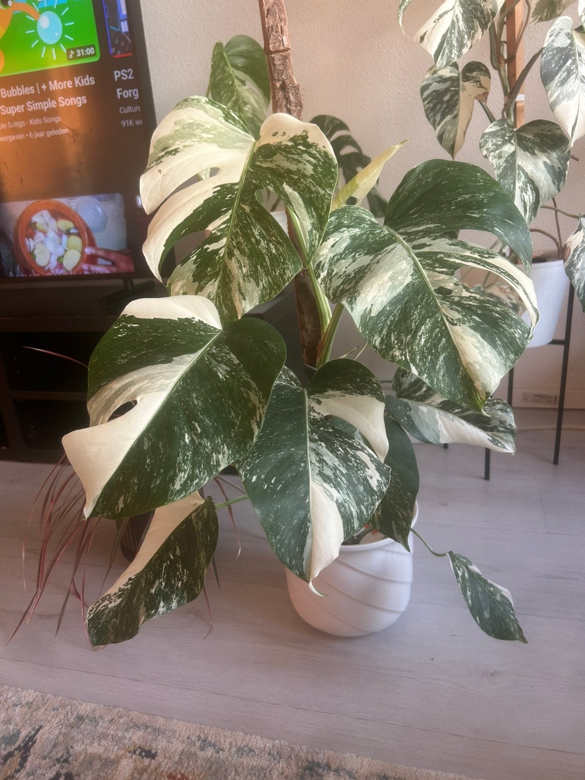 Monstera albo variegata n 3, Overige soorten, In pot, Minder dan 100 cm, Groene kamerplant