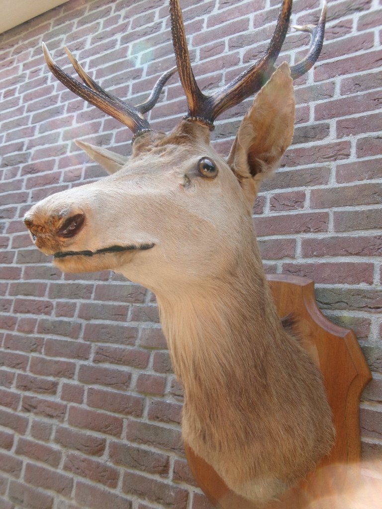 Schitterend groot opgezet edelhert op schild, Verzamelen, Ophalen, Zo goed als nieuw, Hert, Opgezet dier