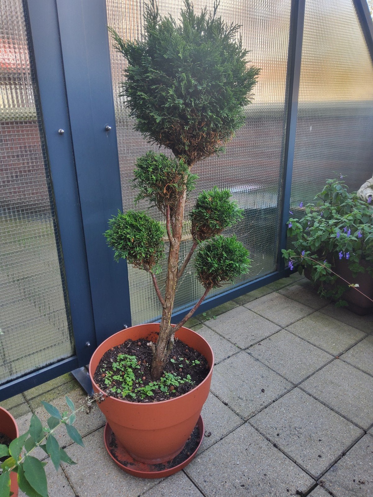 Thuja op stam - Bolvormig gesnoeid, Ophalen
