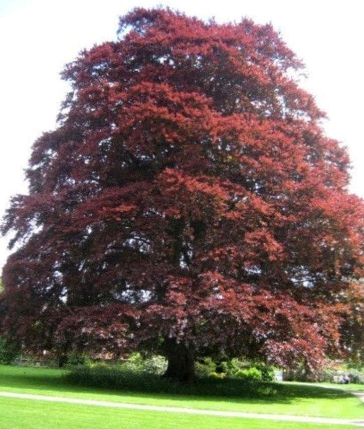 Rode Beuk (Fagus sylvatica 'Purpurea') - Diverse hoogtes, Bloeit niet, Overige soorten, 400 cm of meer, Ophalen