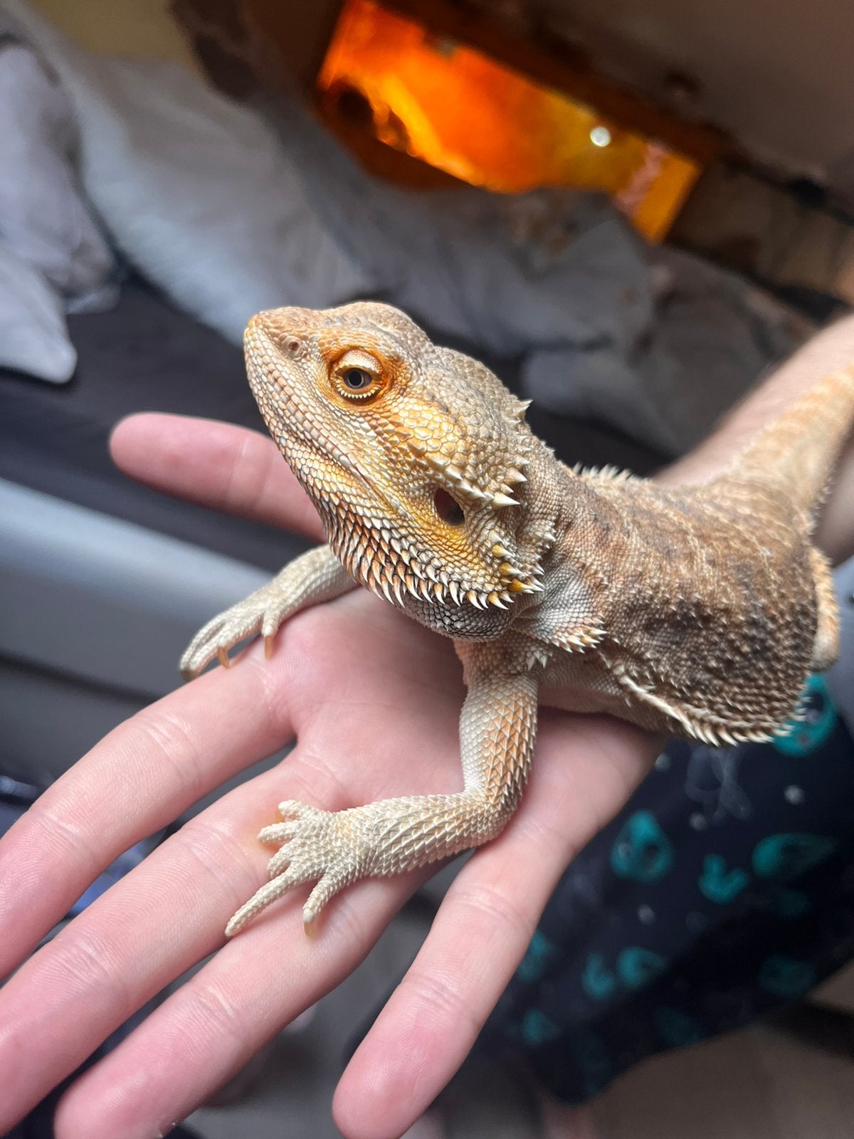 Baardagaam te koop Bearded Dragon - unknown for sale from Hailey