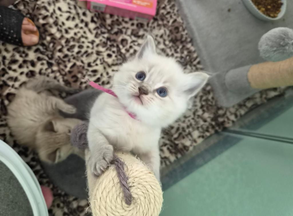 2 Ragdolls kittens beschikbaar  katertjes., Dieren en Toebehoren, Kater, Ontwormd, 0 tot 2 jaar