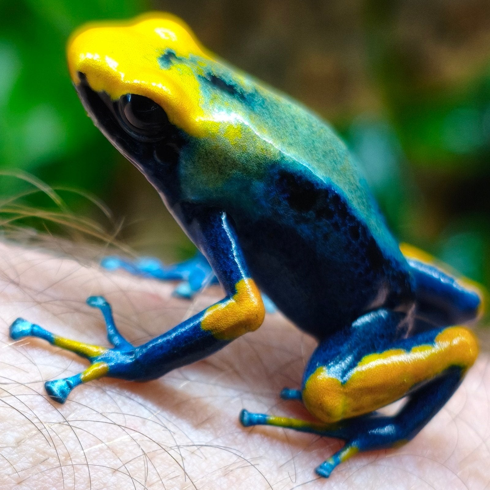 Dendrobates tinctorius, zeer veel varianten beschikbaar, Dieren en Toebehoren, Amfibie, 0 tot 2 jaar