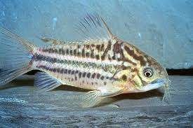 Corydora Elegans - Pantsermeerval - Koidream Valburg, Dieren en Toebehoren, Vis, Zoetwatervis