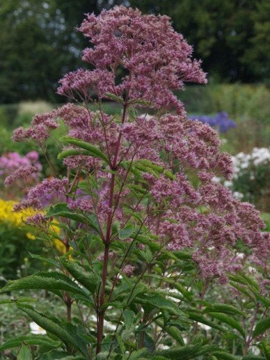 Leverkruid vlinderplant gratis, Tuin en Terras, Vaste plant, Halfschaduw, Zomer, Ophalen