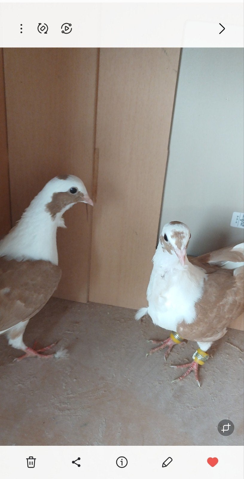 Jonge duiven, Dieren en Toebehoren, Vogels | Duiven, Meerdere dieren, Postduif