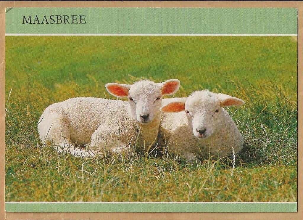 Ansichtkaart. Maasbree. lammetjes in de wei., Ophalen of Verzenden, 1980 tot heden, Gelopen, Noord-Brabant