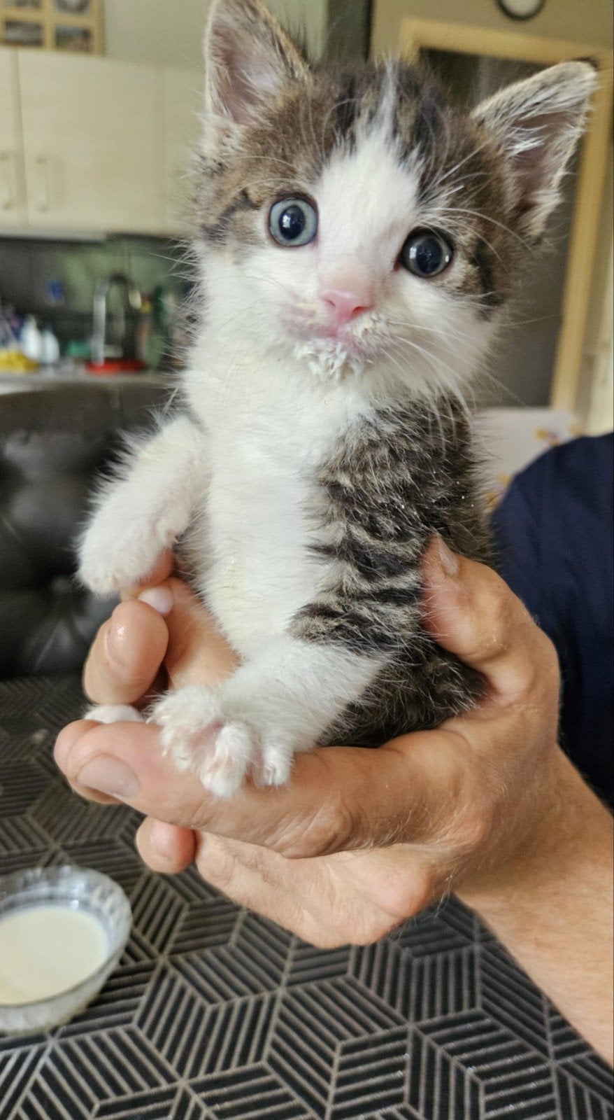 Prachtige en lieve jonge kitten, Geslacht onbekend, 0 tot 2 jaar