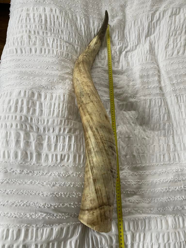 Hoorn van buffel, ongeveer 90 cm lang, Ophalen of Verzenden