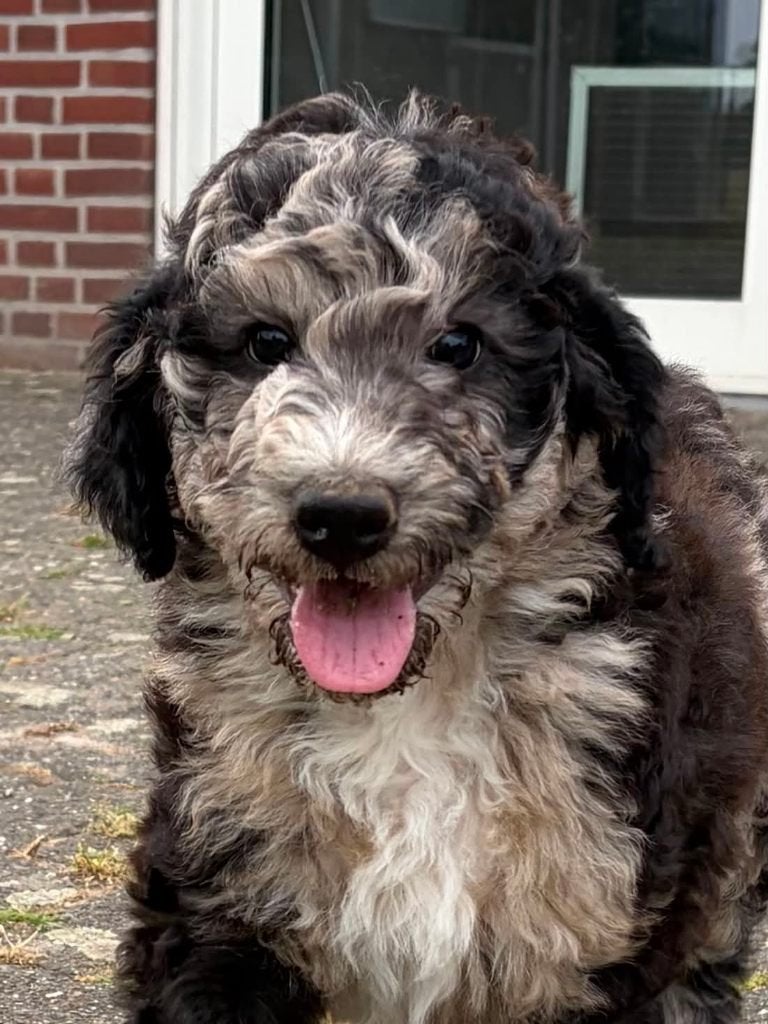 Doodle pups, Bernedoodle, Dieren en Toebehoren, Honden | Niet-rashonden, Parvo, 8 tot 15 weken, Groot, Meerdere