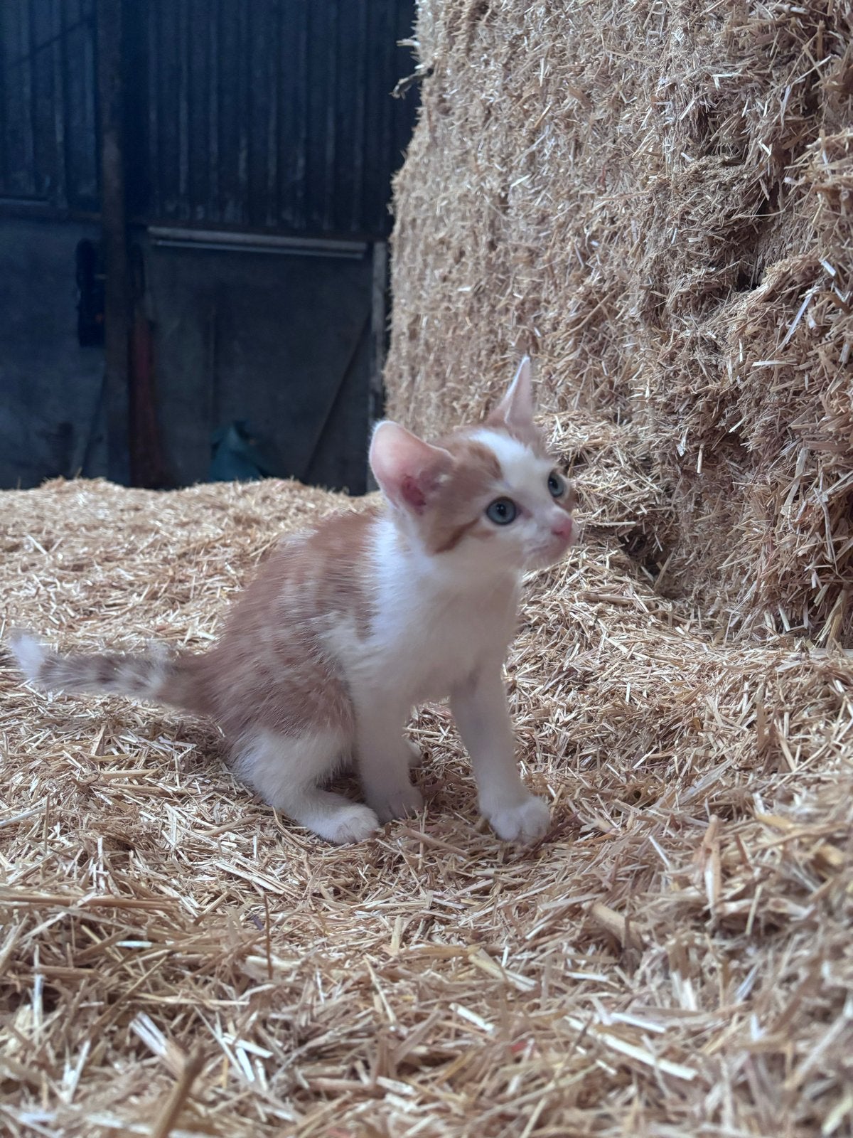 Boerderijkittens, Geslacht onbekend, Kortharig, 0 tot 2 jaar