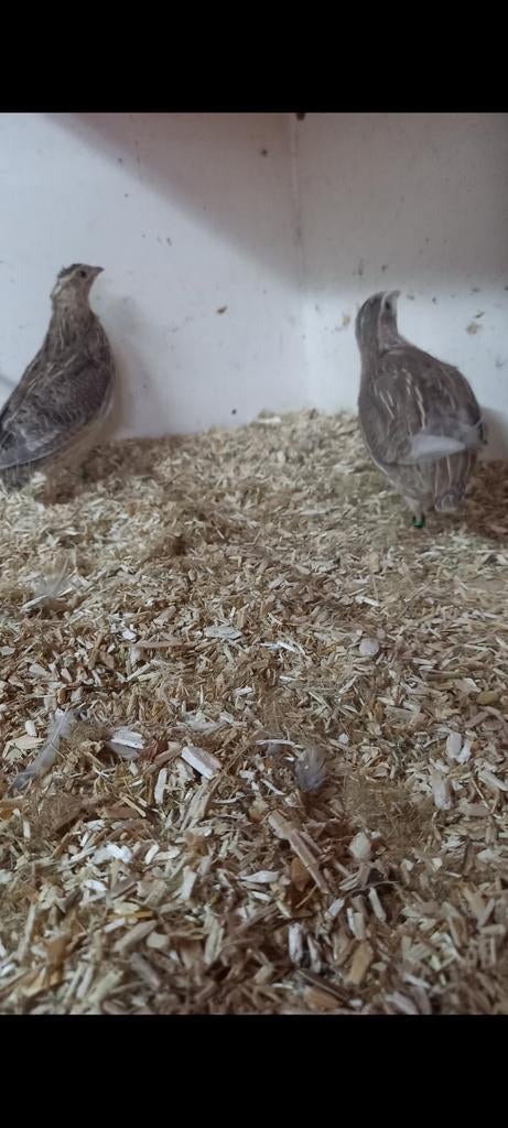 Koppel Europese kwartels, Meerdere dieren, Wildzangvogel, Geringd