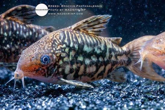 Gezocht corydoras pantanalensis c005, Vis, Zoetwatervis, Schoolvis
