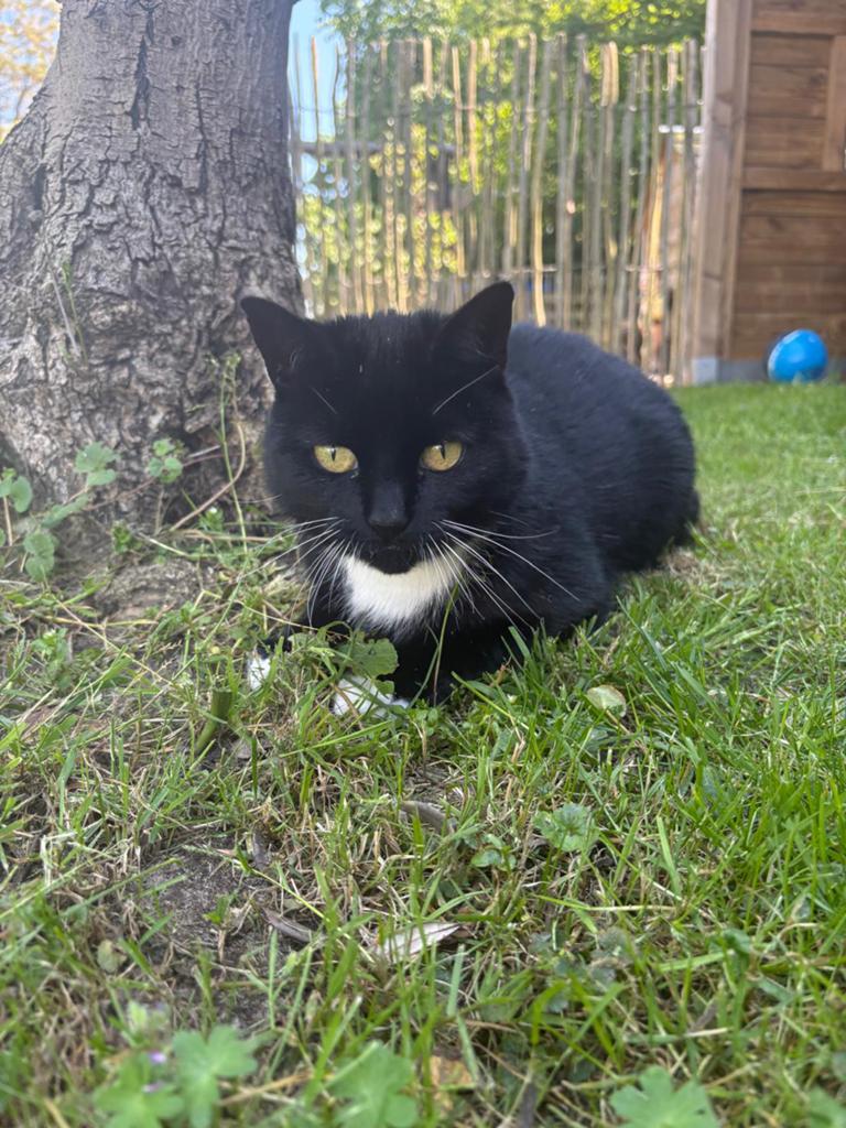 Lieve poes van 8 jaar zoekt een liefdevolle plek, Poes, Kortharig, 6 jaar of ouder