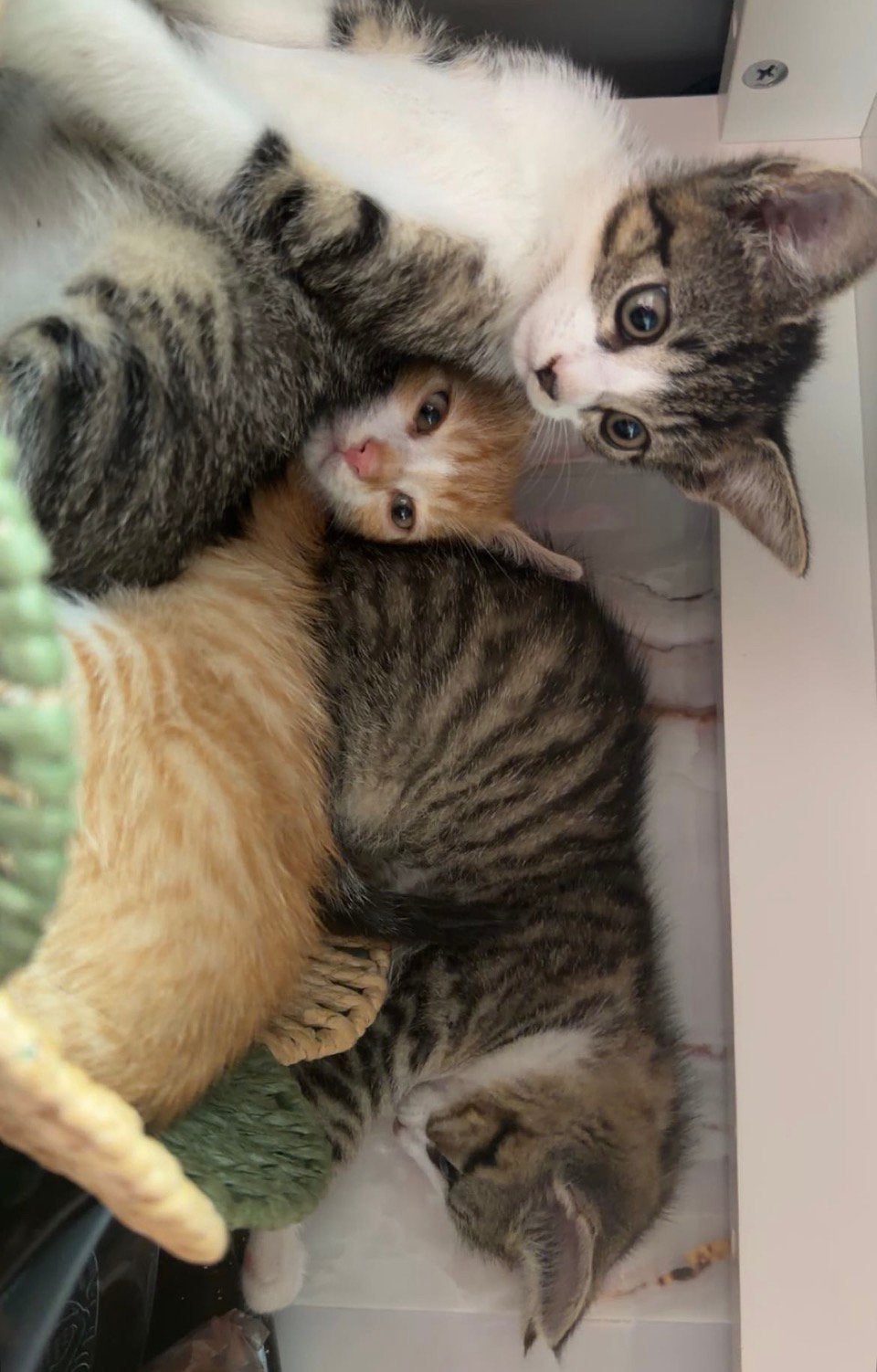 Kittens